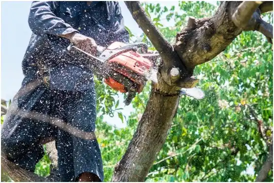 tree services Chewelah